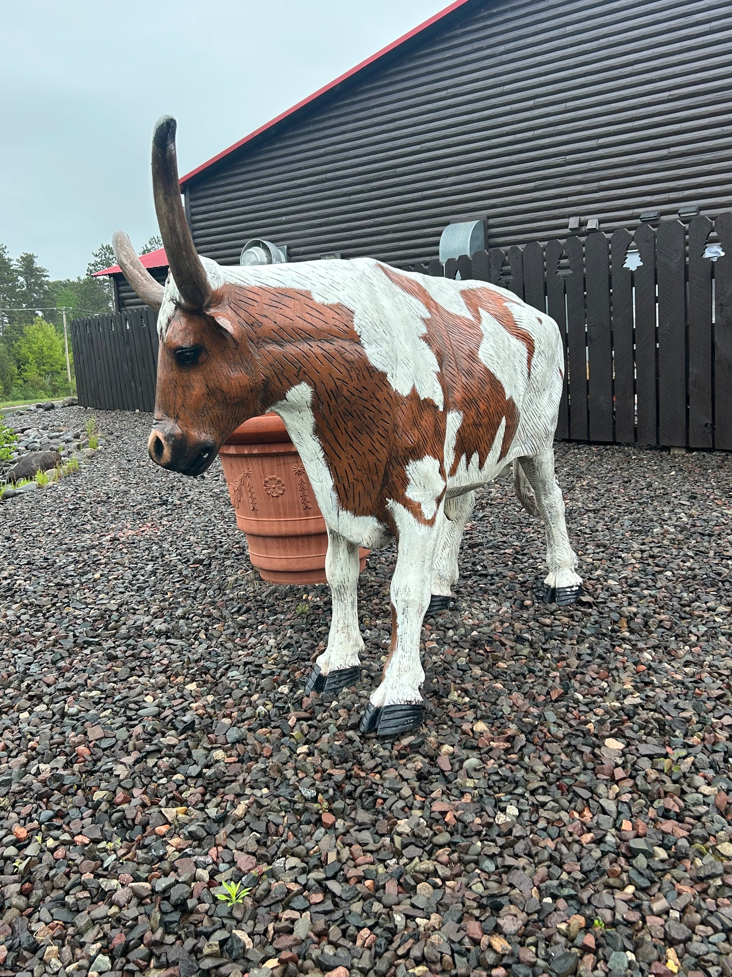 Bull Steer Longhorn