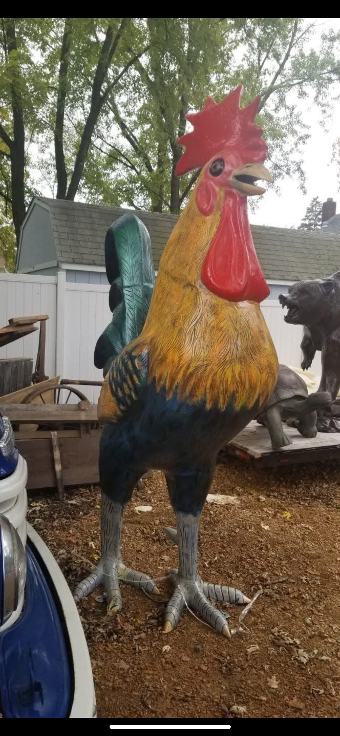 8ft Rooster