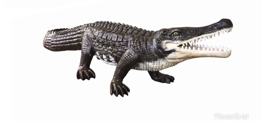 Extra Large Crocodile