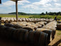 Wine Barrels for Rent & Sale