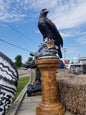 Perched Eagle on Rock