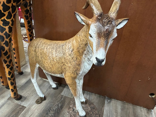 Goat on rock