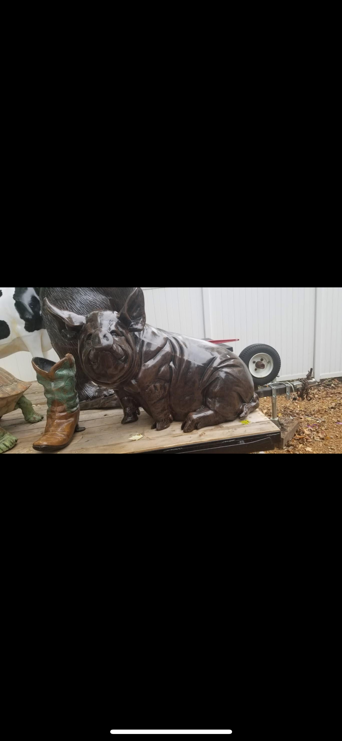 Pot belly pig