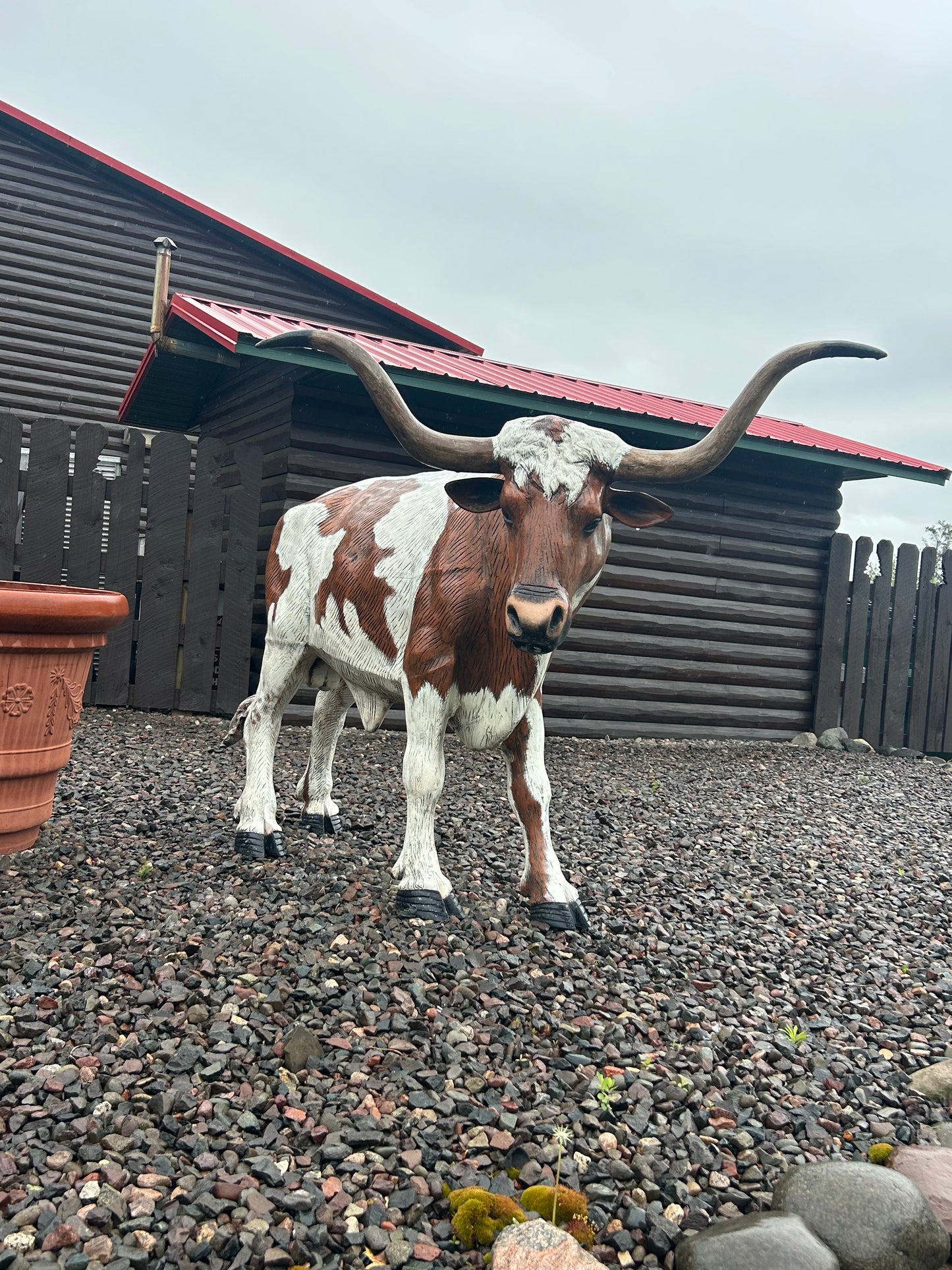 Bull Steer Longhorn