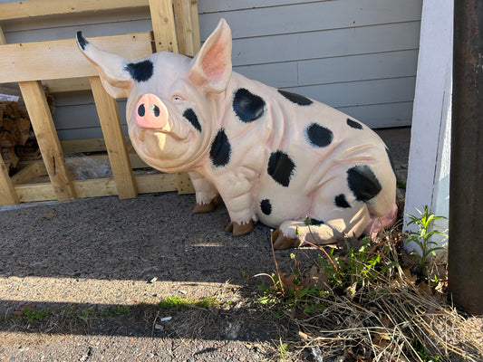 Pot belly pig