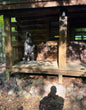 5ft Standing Bear